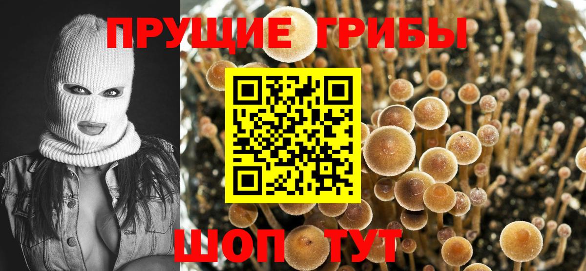 Псилоцибиновые грибы прущие грибы Курчатов